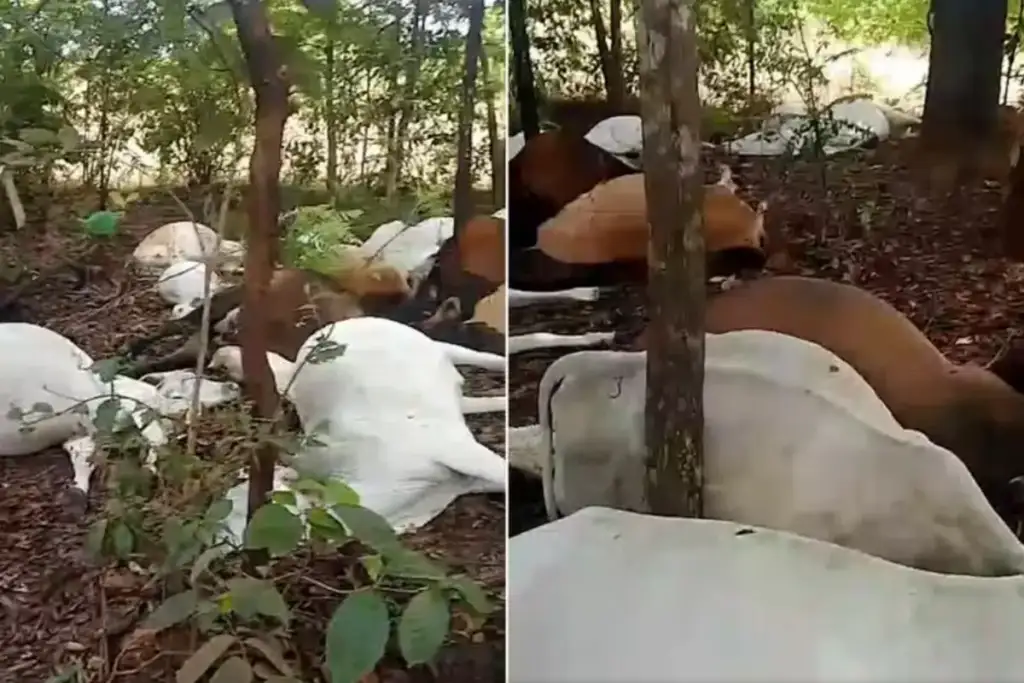 Raio mata gado em almas: Gado morto por raio em fazenda de Almas