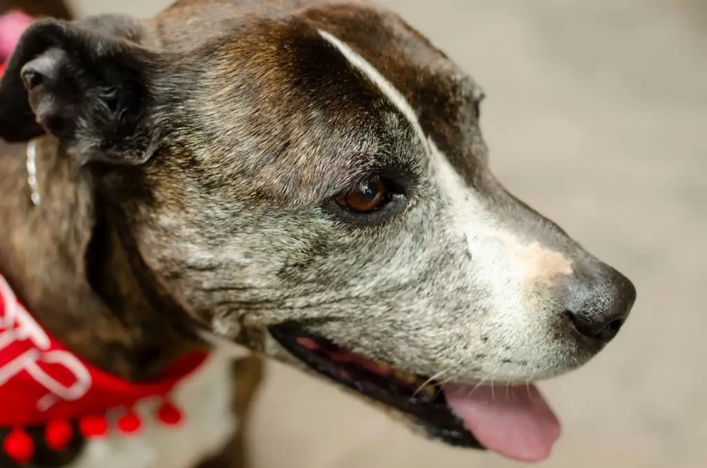 Close-up do perfil de um cão atigrado com faixa branca no focinho, usando lenço vermelho, de boca aberta e língua para fora