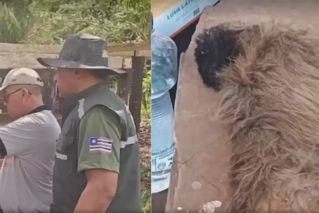 Macacos morrem em pastos bons: Autoridades investigam morte de macacos em Pastos Bons-MA