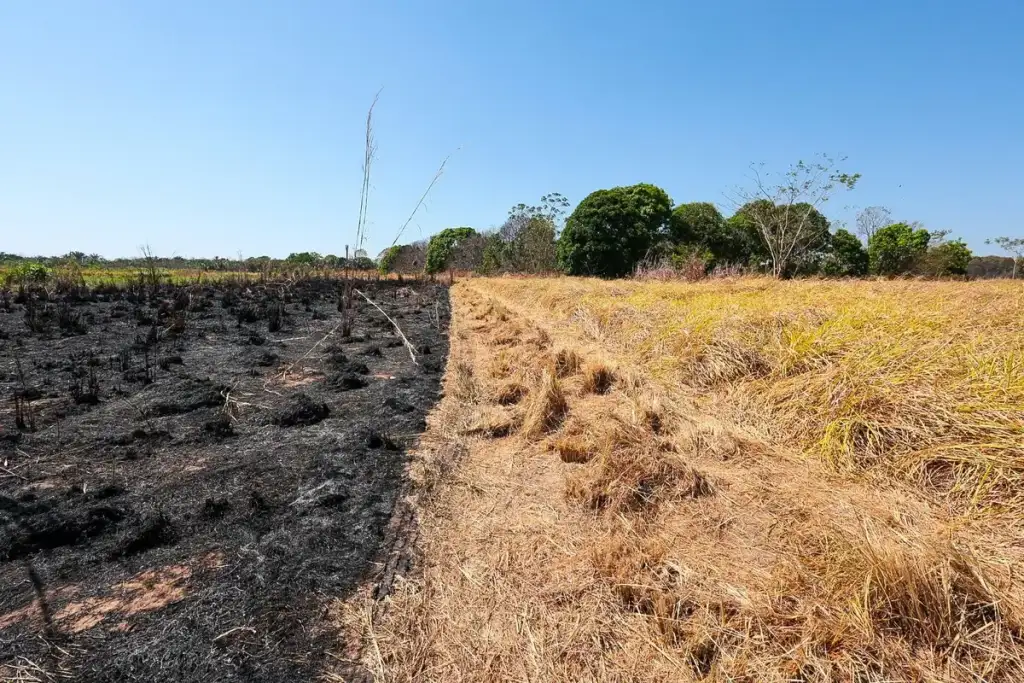 Incêndios no piauí em 2026: Vegetação queimada e seca no Piauí